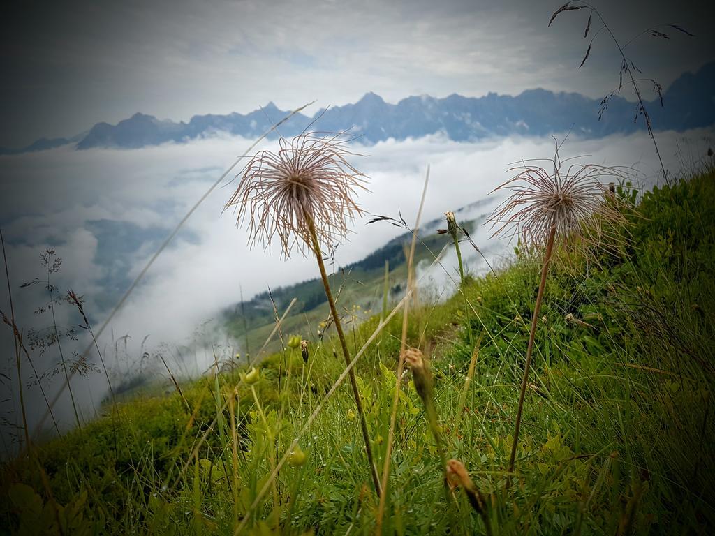 Biobauernhof Stegerbauer Maria Alm am Steinernen Meer Exterior foto